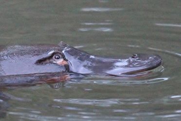 Platypus Whispers image of platypus