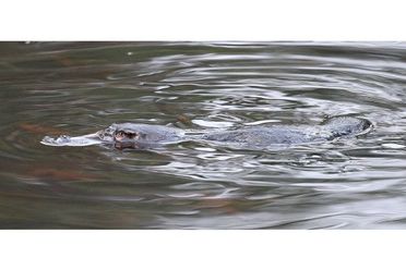 Platypus Whispers image of platypus in water