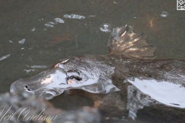 Platypus Whispers image of platypus in water