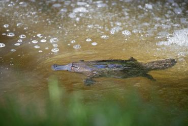 Platypus Whispers image of platypus in water