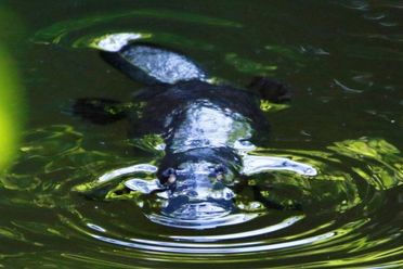 Platypus Whispers image of platypus in water