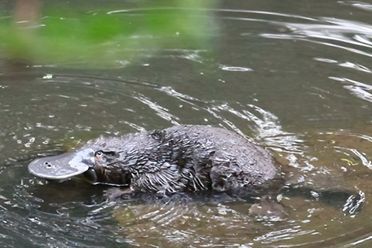 Platypus Whispers image of platypus in water