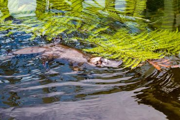 Platypus Whispers image of platypus in water