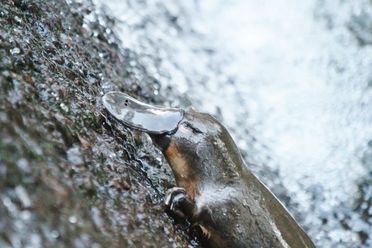 Platypus Whispers image of platypus in water