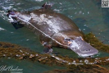 Platypus Whispers image of platypus