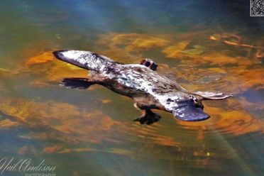 Platypus Whispers image of platypus in water